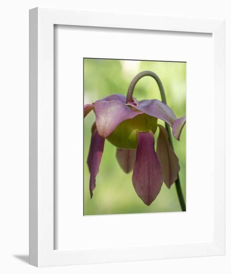 The purple flowers of the Pitcher plant, Sarracenia, a carnivorous plant.-Julie Eggers-Framed Photographic Print