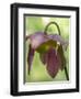 The purple flowers of the Pitcher plant, Sarracenia, a carnivorous plant.-Julie Eggers-Framed Photographic Print