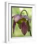 The purple flowers of the Pitcher plant, Sarracenia, a carnivorous plant.-Julie Eggers-Framed Photographic Print