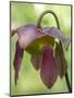 The purple flowers of the Pitcher plant, Sarracenia, a carnivorous plant.-Julie Eggers-Mounted Photographic Print