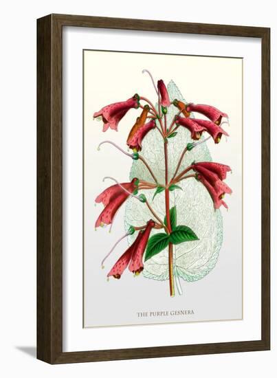 The Purple Gesnera-null-Framed Art Print