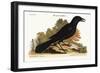 The Purple Jack-Daw, 1749-73-Mark Catesby-Framed Giclee Print