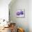 The Purple Leaves on Silver II-Patricia Pinto-Mounted Premium Giclee Print displayed on a wall