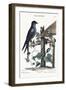 The Purple Martin, 1749-73-Mark Catesby-Framed Giclee Print