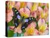 The Purple Spotted Swallowtail Butterfly-Darrell Gulin-Stretched Canvas