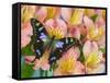 The Purple Spotted Swallowtail Butterfly-Darrell Gulin-Framed Stretched Canvas