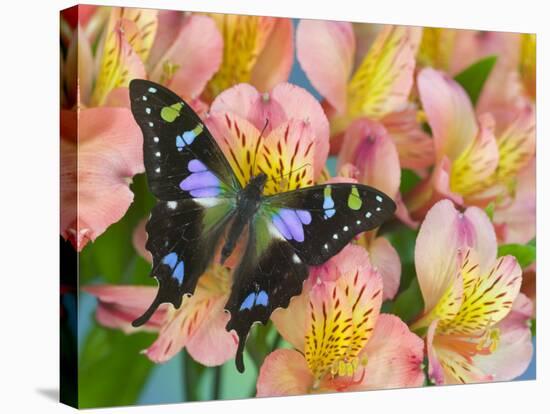 The Purple Spotted Swallowtail Butterfly-Darrell Gulin-Stretched Canvas