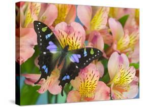 The Purple Spotted Swallowtail Butterfly-Darrell Gulin-Stretched Canvas