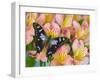 The Purple Spotted Swallowtail Butterfly-Darrell Gulin-Framed Photographic Print