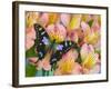 The Purple Spotted Swallowtail Butterfly-Darrell Gulin-Framed Photographic Print