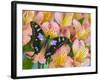 The Purple Spotted Swallowtail Butterfly-Darrell Gulin-Framed Photographic Print