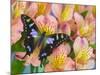 The Purple Spotted Swallowtail Butterfly-Darrell Gulin-Mounted Photographic Print