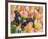 The Purple Spotted Swallowtail Butterfly-Darrell Gulin-Framed Photographic Print