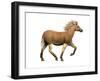 The Quagga Is an Extinct Subspecies of the Plains Zebra-null-Framed Art Print