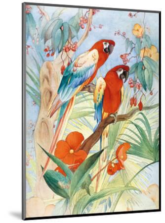 The Quaint Macaw, Red Blue Macaws (Ara Macao) , From the Painting entitled - Edward Detmold | AllPosters.com