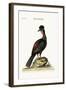 The Quan or Guan, 1749-73-George Edwards-Framed Giclee Print