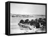 The Quay, Sydney, New South Wales, Australia, 1870-1880-null-Framed Stretched Canvas