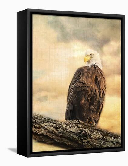 The Queen at Rest Bald Eagle-Jai Johnson-Framed Stretched Canvas