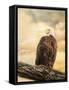 The Queen at Rest Bald Eagle-Jai Johnson-Framed Stretched Canvas
