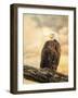 The Queen at Rest Bald Eagle-Jai Johnson-Framed Giclee Print