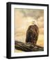 The Queen at Rest Bald Eagle-Jai Johnson-Framed Giclee Print