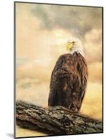 The Queen at Rest Bald Eagle-Jai Johnson-Mounted Giclee Print