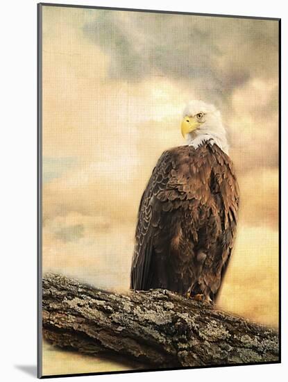 The Queen at Rest Bald Eagle-Jai Johnson-Mounted Giclee Print