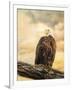 The Queen at Rest Bald Eagle-Jai Johnson-Framed Premium Giclee Print