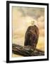 The Queen at Rest Bald Eagle-Jai Johnson-Framed Premium Giclee Print