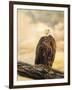 The Queen at Rest Bald Eagle-Jai Johnson-Framed Giclee Print