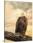 The Queen at Rest Bald Eagle-Jai Johnson-Stretched Canvas