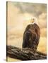 The Queen at Rest Bald Eagle-Jai Johnson-Stretched Canvas