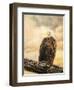 The Queen at Rest Bald Eagle-Jai Johnson-Framed Giclee Print