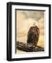 The Queen at Rest Bald Eagle-Jai Johnson-Framed Giclee Print