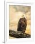 The Queen at Rest Bald Eagle-Jai Johnson-Framed Giclee Print