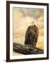 The Queen at Rest Bald Eagle-Jai Johnson-Framed Giclee Print