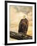 The Queen at Rest Bald Eagle-Jai Johnson-Framed Giclee Print