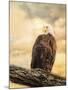 The Queen at Rest Bald Eagle-Jai Johnson-Mounted Giclee Print