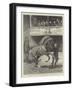 The Queen at the Islington Horse Show, the Prize-Winners Parading before the Royal Box-John Charlton-Framed Giclee Print