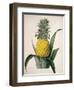 The Queen Pineapple-Porter Design-Framed Giclee Print