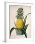 The Queen Pineapple-Porter Design-Framed Giclee Print