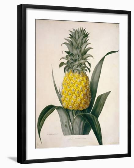 The Queen Pineapple-Porter Design-Framed Giclee Print