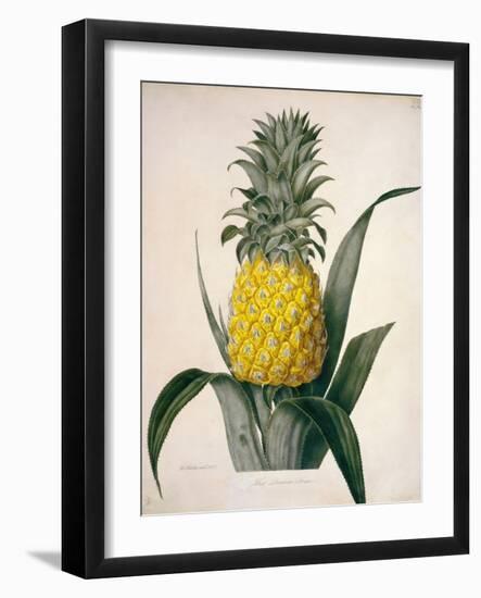 The Queen Pineapple-Porter Design-Framed Premium Giclee Print