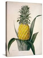The Queen Pineapple-Porter Design-Stretched Canvas