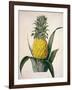 The Queen Pineapple-Porter Design-Framed Giclee Print