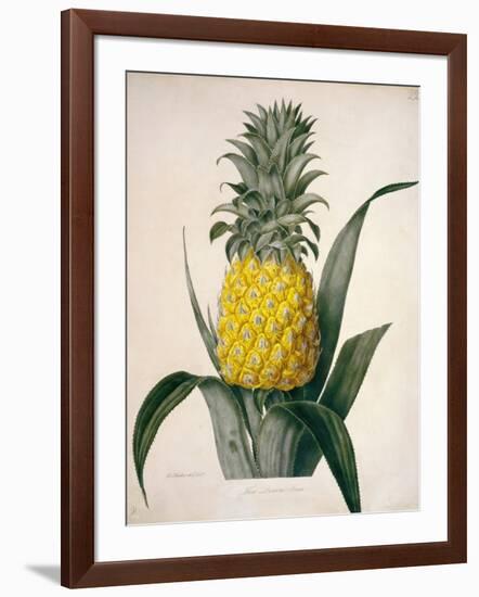 The Queen Pineapple-Porter Design-Framed Giclee Print