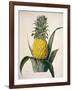 The Queen Pineapple-Porter Design-Framed Giclee Print