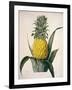 The Queen Pineapple-Porter Design-Framed Giclee Print