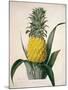 The Queen Pineapple-Porter Design-Mounted Giclee Print