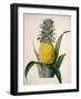 The Queen Pineapple-Porter Design-Framed Giclee Print